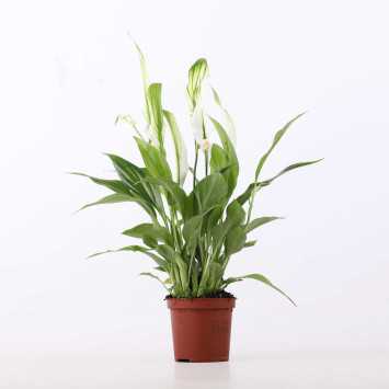 Skrzydłokwiat (Spathiphyllum) - śr.donicy: 7 cm