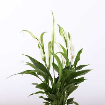 Skrzydłokwiat (Spathiphyllum) - śr.donicy: 7 cm