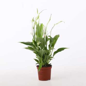 Skrzydłokwiat (Spathiphyllum) - śr.donicy: 7 cm