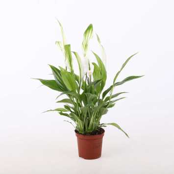 Skrzydłokwiat (Spathiphyllum) - śr.donicy: 7 cm