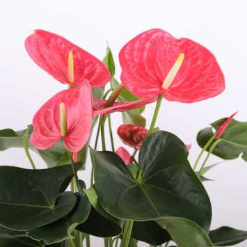 Anthurium - śr. donicy 17 cm