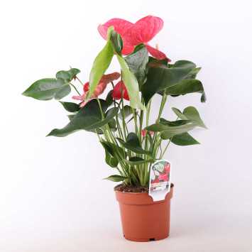 Anthurium - śr. donicy 17 cm