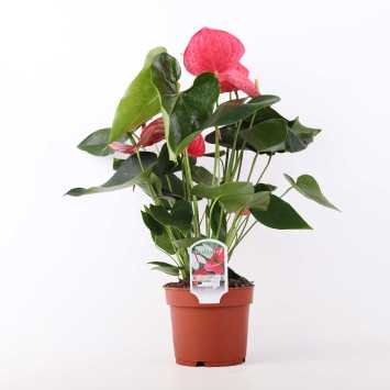 Anthurium - śr. donicy 17 cm