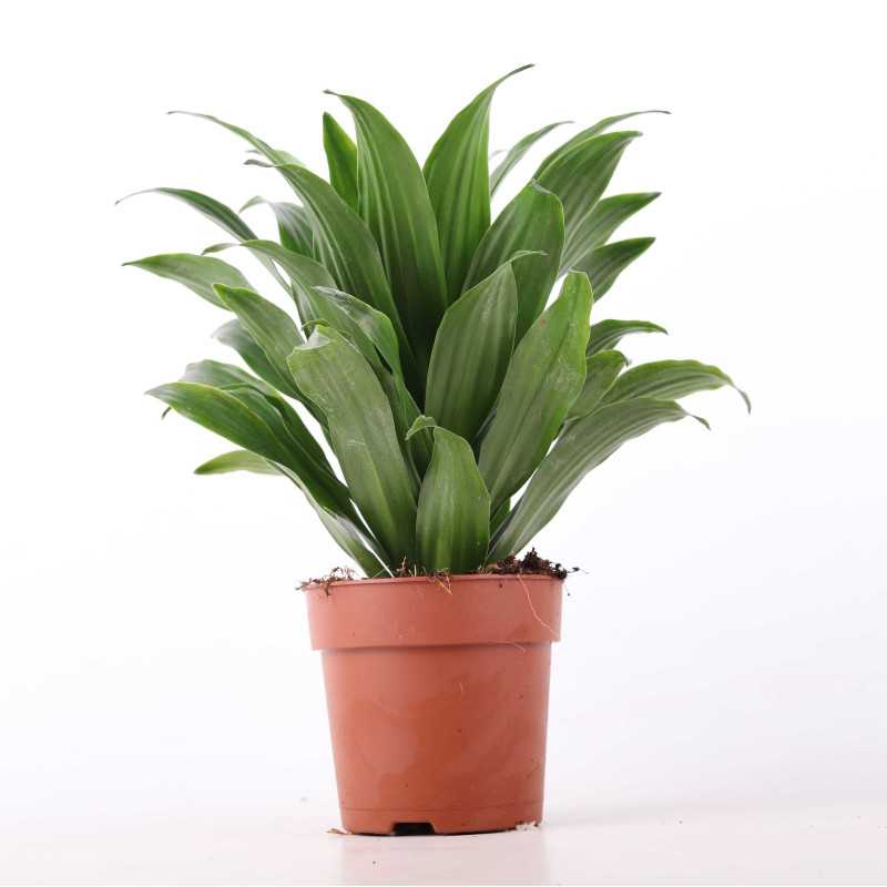 Dracaena fragrans (Dracaena Compacta) - śr.donicy: 12 cm