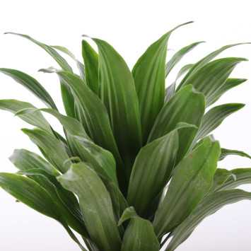 Dracaena fragrans (Dracaena Compacta) - śr.donicy: 12 cm