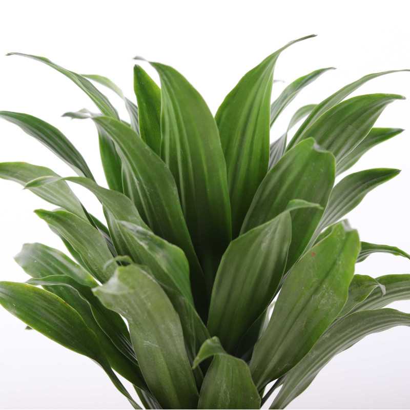 Dracaena fragrans (Dracaena Compacta) - śr.donicy: 12 cm Dracaena fragrans (Dracaena Compacta) - śr.donicy: 12 cm