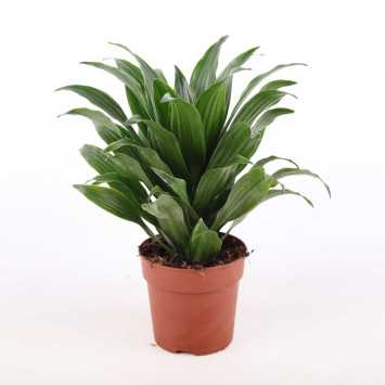 Dracaena fragrans (Dracaena Compacta) - śr.donicy: 12 cm