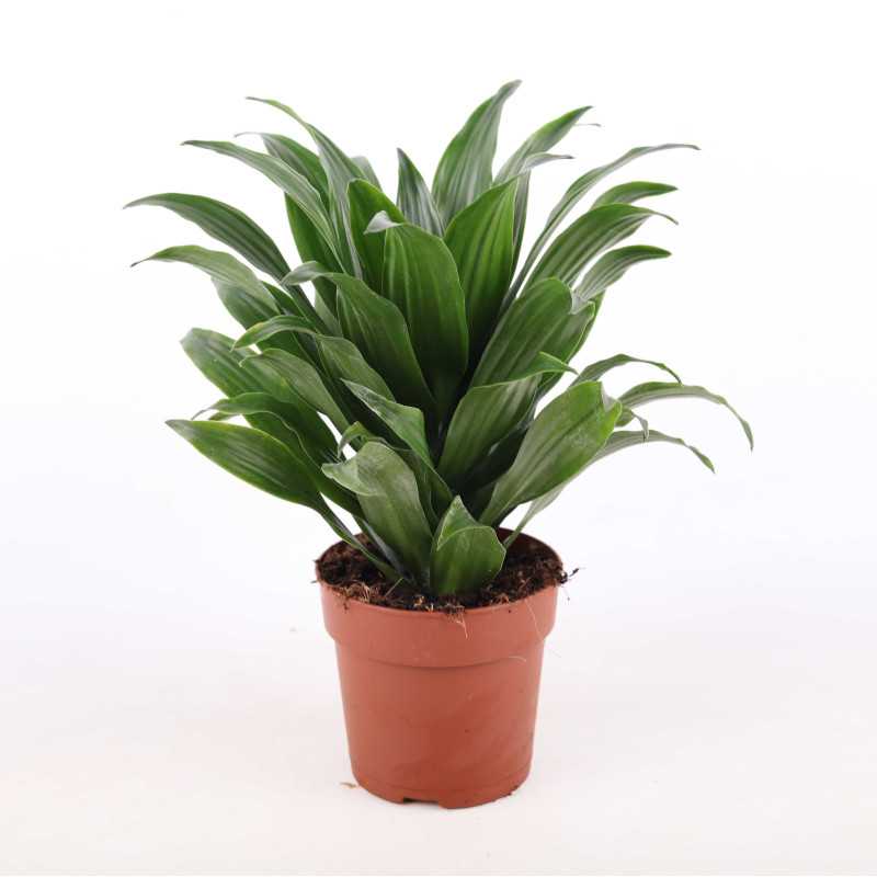 Dracaena fragrans (Dracaena Compacta) - śr.donicy: 12 cm Dracaena fragrans (Dracaena Compacta) - śr.donicy: 12 cm