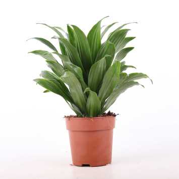 Dracaena fragrans (Dracaena Compacta) - śr.donicy: 12 cm