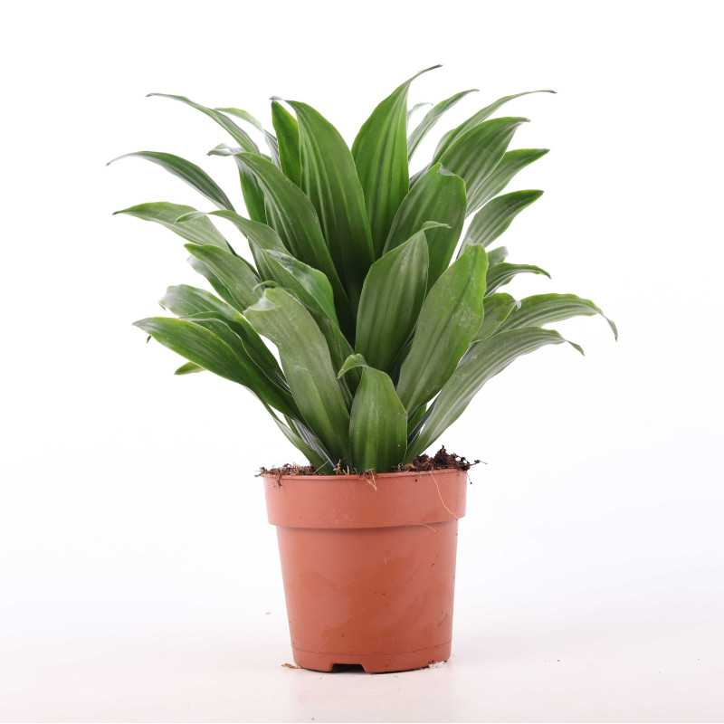 Dracaena fragrans (Dracaena Compacta) - śr.donicy: 12 cm Dracaena fragrans (Dracaena Compacta) - śr.donicy: 12 cm