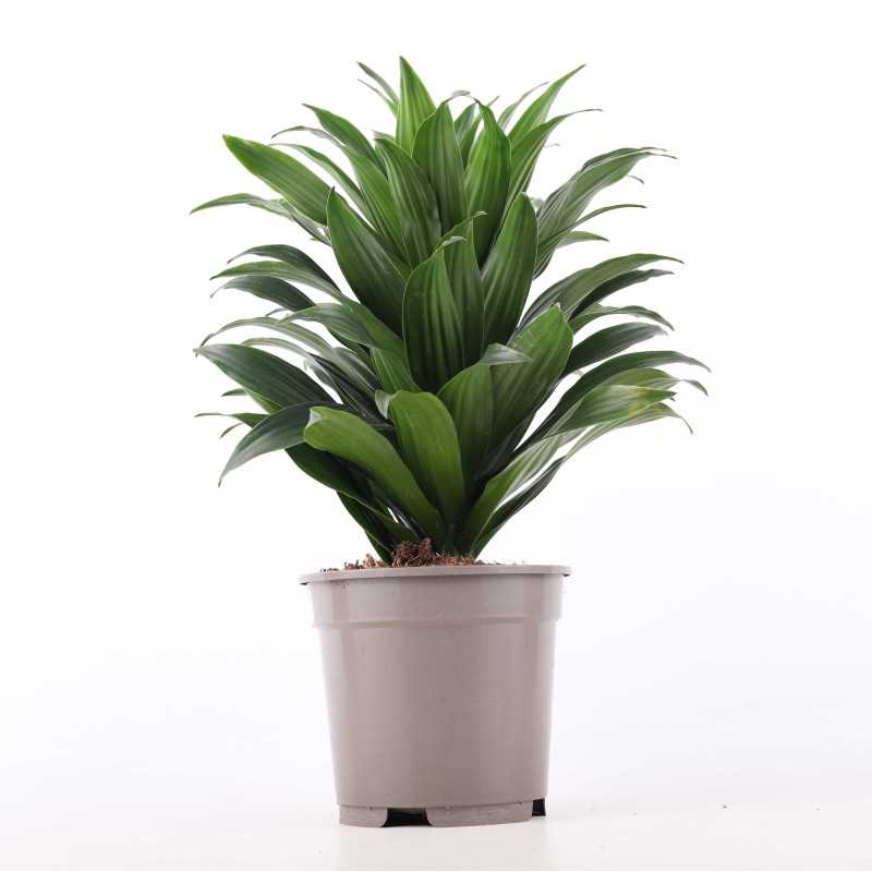 Dracaena fragrans (Dracaena Compacta) - śr.donicy: 17 cm