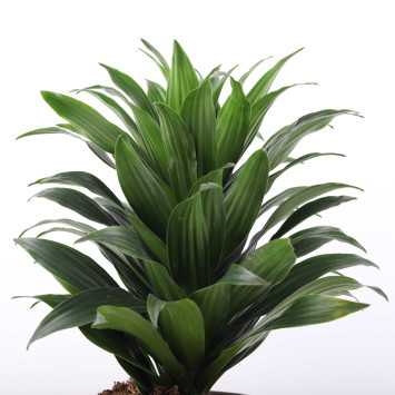 Dracaena fragrans (Dracaena Compacta) - śr.donicy: 17 cm