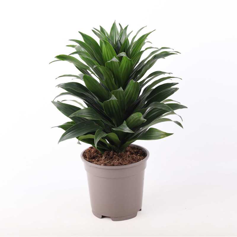 Dracaena fragrans (Dracaena Compacta) - śr.donicy: 17 cm