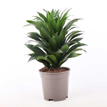 Dracaena fragrans (Dracaena Compacta) - śr.donicy: 17 cm