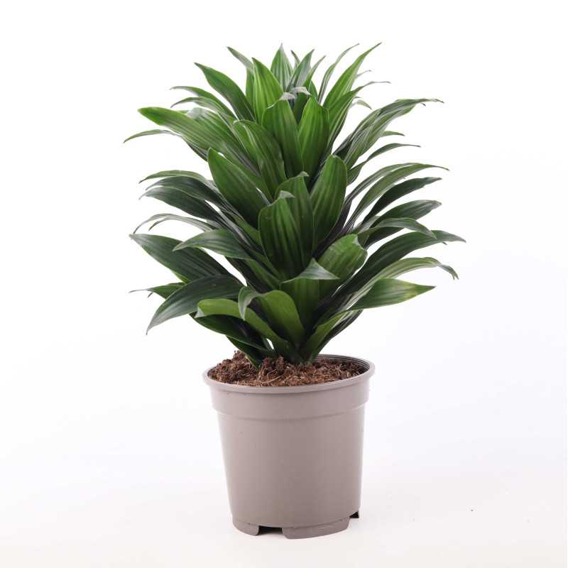 Dracaena fragrans (Dracaena Compacta) - śr.donicy: 17 cm