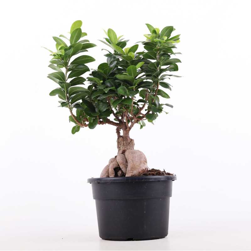 Ficus Ginseng (Fikus tępy) - średnica: 20 cm