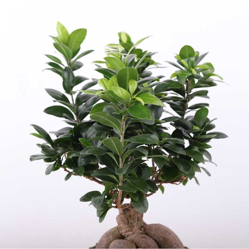 Ficus Ginseng (Fikus tępy) - średnica: 20 cm