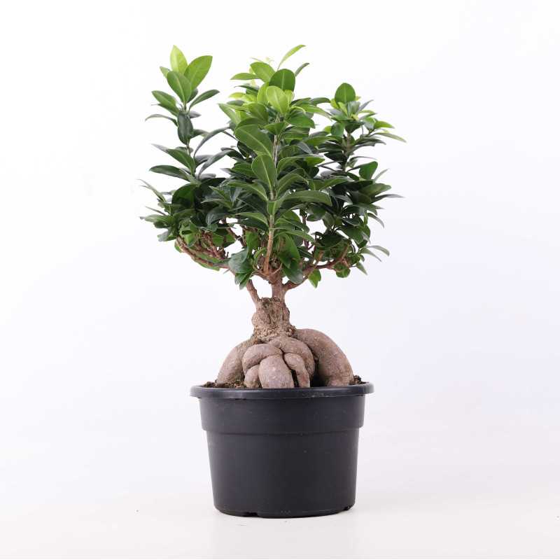 Ficus Ginseng (Fikus tępy) - średnica: 20 cm