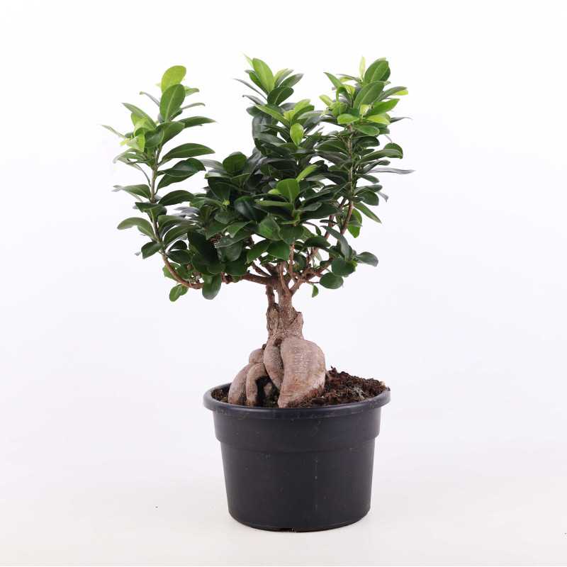 Ficus Ginseng (Fikus tępy) - średnica: 20 cm