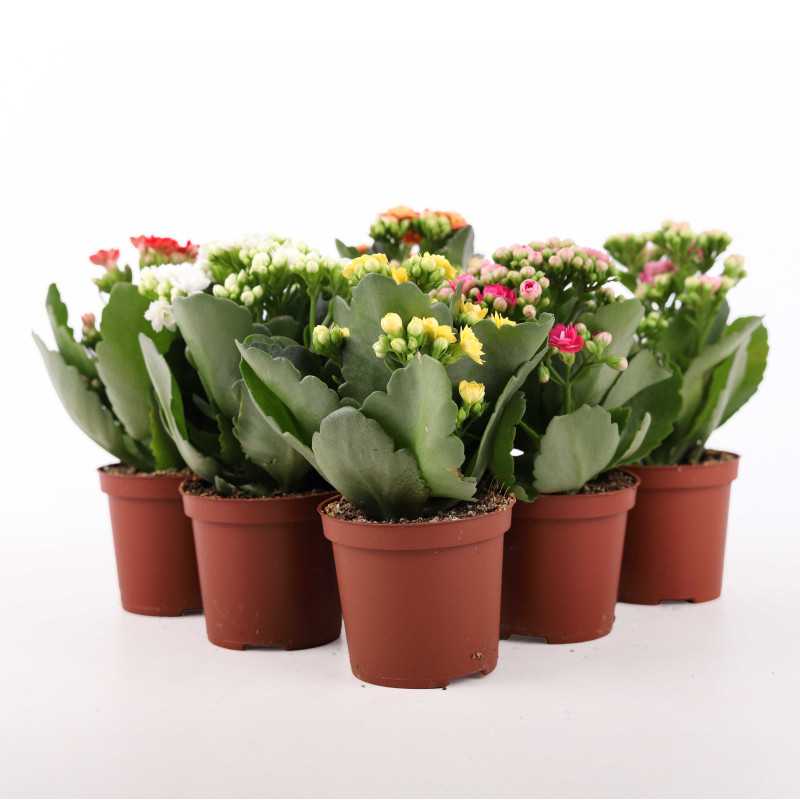 Kalanchoe blossfeldiana (Żyworódka) MIX - śr. 07 cm