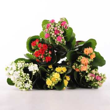 Kalanchoe blossfeldiana (Żyworódka) MIX - śr. 07 cm