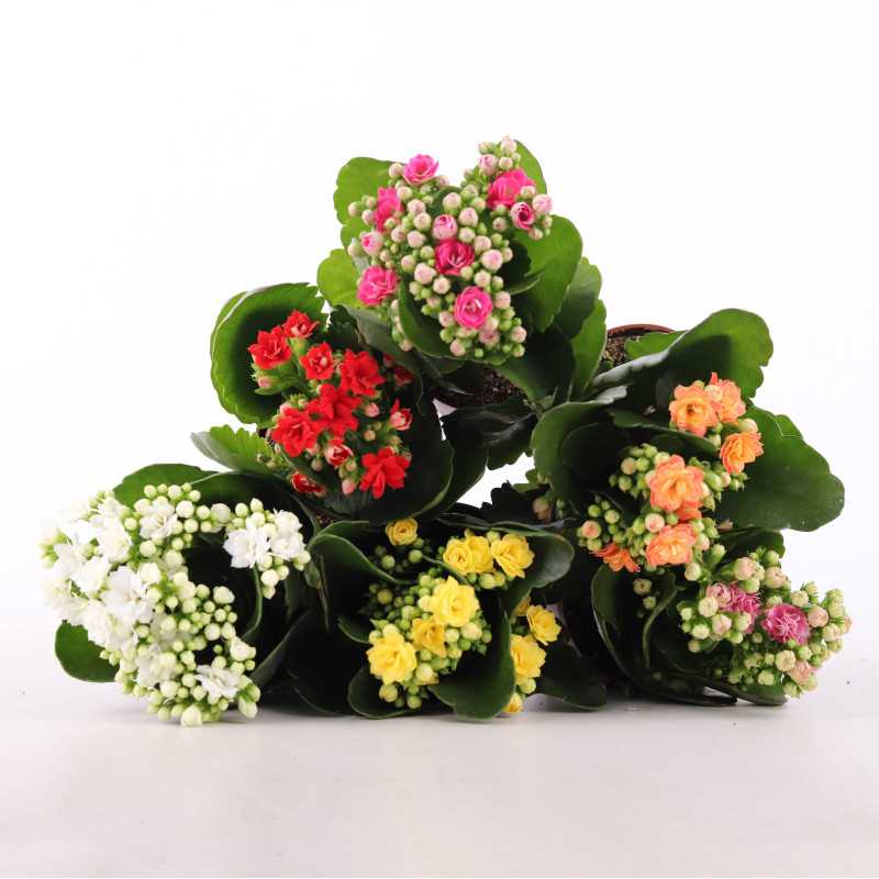 Kalanchoe blossfeldiana (Żyworódka) MIX - śr. 07 cm Kalanchoe blossfeldiana (Żyworódka) MIX - śr. 07 cm