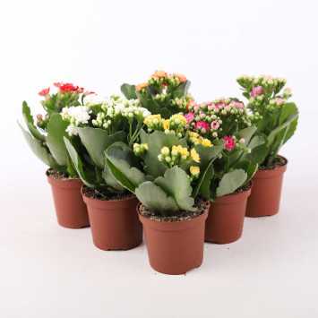 Kalanchoe blossfeldiana (Żyworódka) MIX - śr. 07 cm