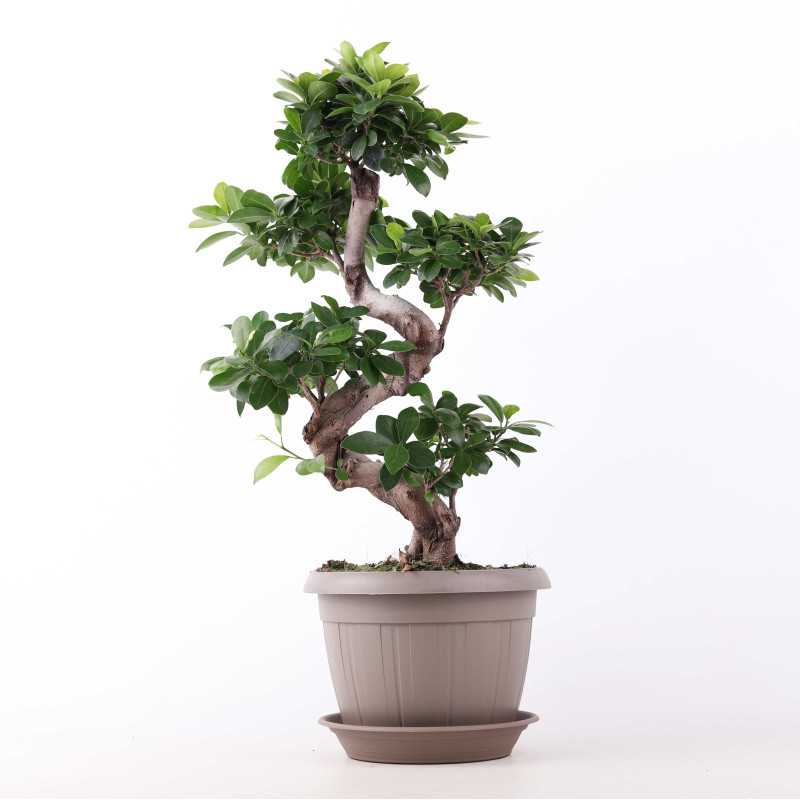 Fikus tępy (ficus bonsai)