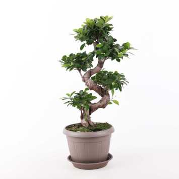 Fikus tępy (ficus bonsai)