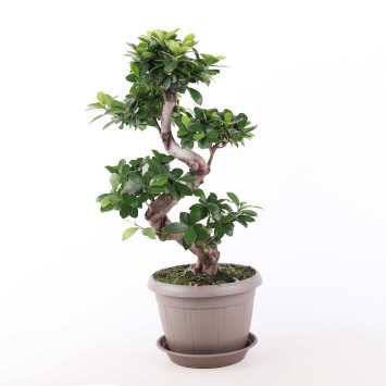 Fikus tępy (ficus bonsai)