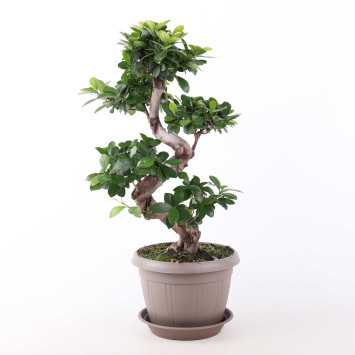 Fikus tępy (ficus bonsai)