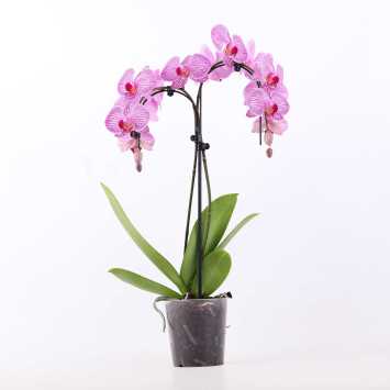 Storczyk (Phalaenopsis singuliflora) - śr.donicy: 12 cm