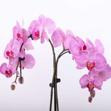 Storczyk (Phalaenopsis singuliflora) - śr.donicy: 12 cm