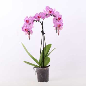 Storczyk (Phalaenopsis singuliflora) - śr.donicy: 12 cm