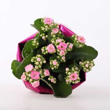 Żyworódka (kalanchoe) - śr.donicy: 11 cm