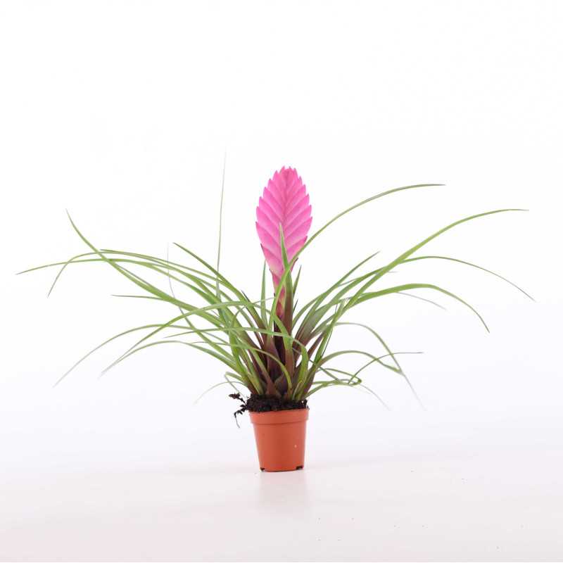 Tillandsia
