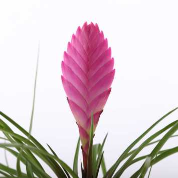 Tillandsia