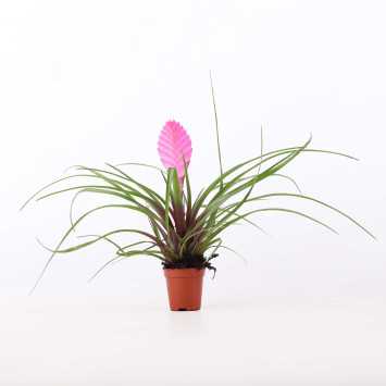 Tillandsia
