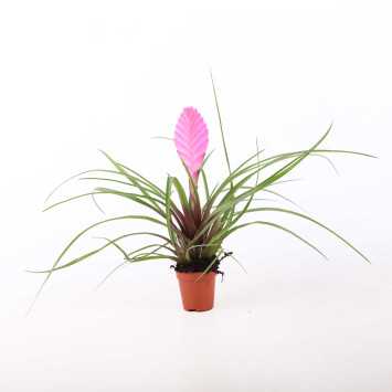 Tillandsia