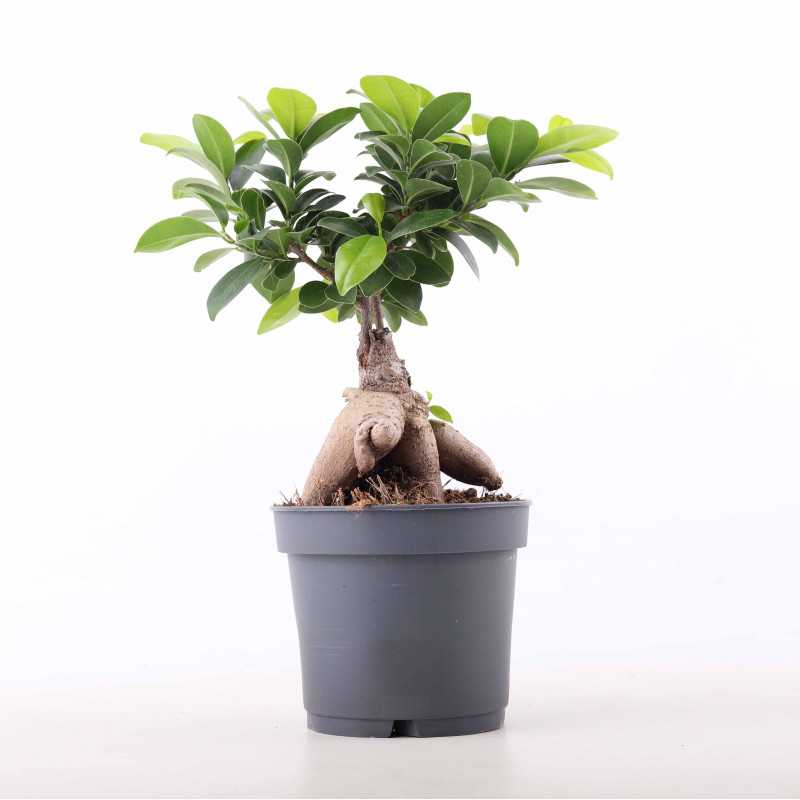 Ficus Bonsai (fikus tępy) - 12 cm