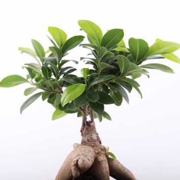 Ficus Bonsai (fikus tępy) - 12 cm