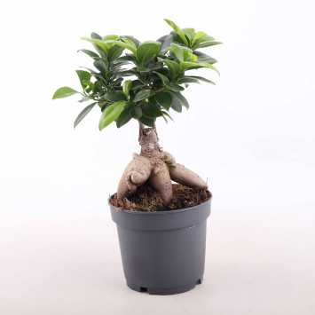 Ficus Bonsai (fikus tępy) - 12 cm