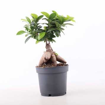 Ficus Bonsai (fikus tępy) - 12 cm