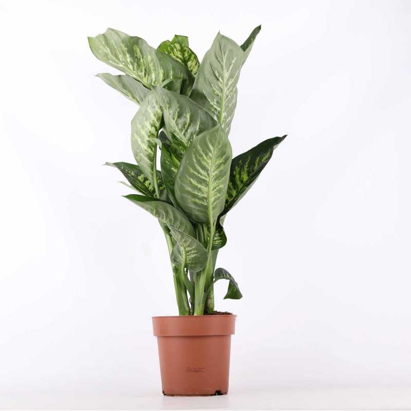 Difenbachia (Dieffenbachia seguine) - śr. donicy: 26 cm