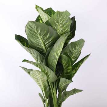 Difenbachia (Dieffenbachia seguine) - śr. donicy: 26 cm