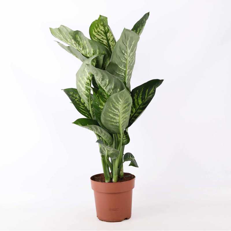 Difenbachia (Dieffenbachia seguine) - śr. donicy: 26 cm