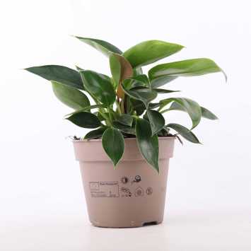 Philodendron green princess - śr. donicy: 15 cm