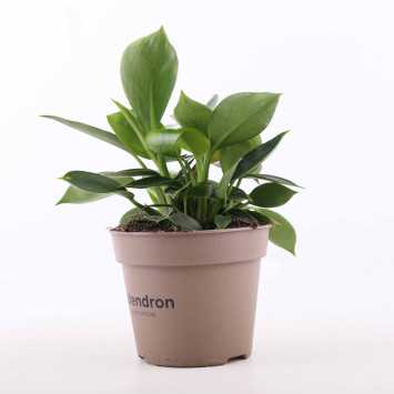 Philodendron green princess - śr. donicy: 15 cm