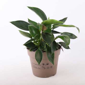 Philodendron green princess - śr. donicy: 15 cm