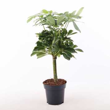 Szeflera drzewkowata - śr. donicy: 14 cm
